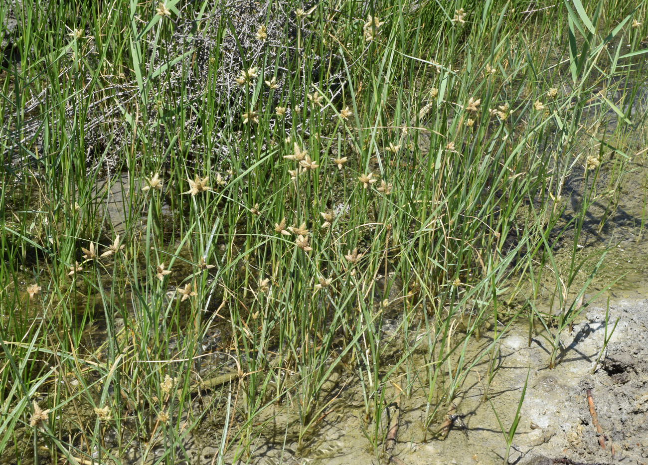 Image of Bolboschoenus popovii specimen.