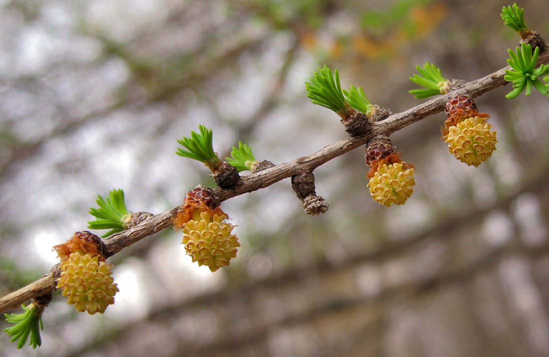 Image of Larix sibirica specimen.