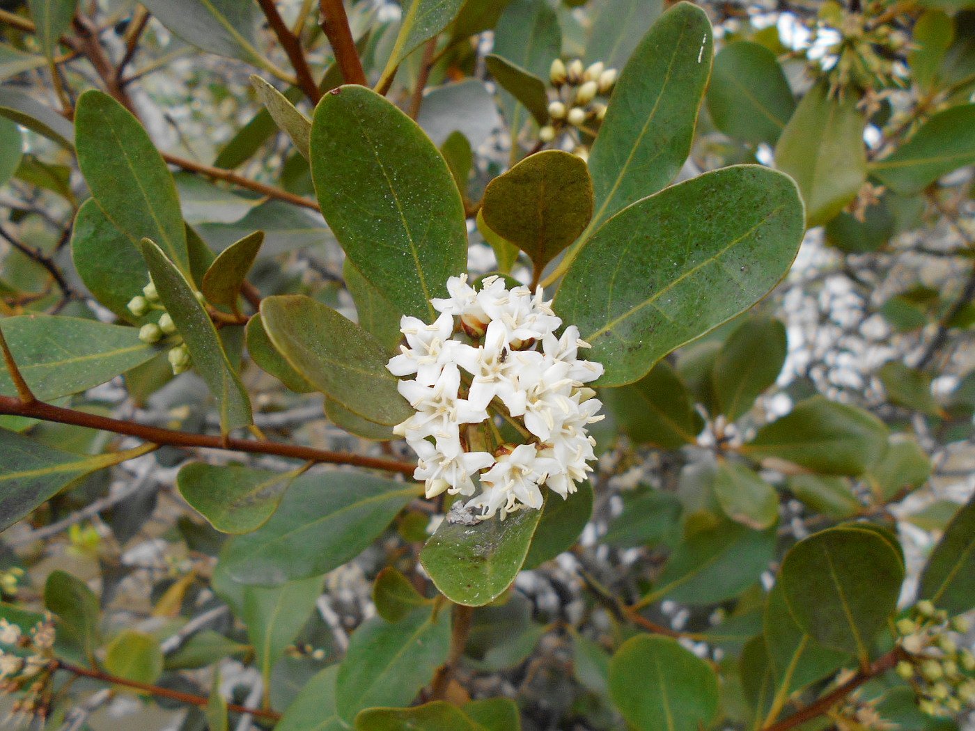 Изображение особи Aegiceras corniculatum.