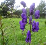 Aconitum × stoerkianum. Соцветия. Тверская обл., Весьегонский р-н, с. Чистая Дуброва, в культуре. 8 августа 2017 г.