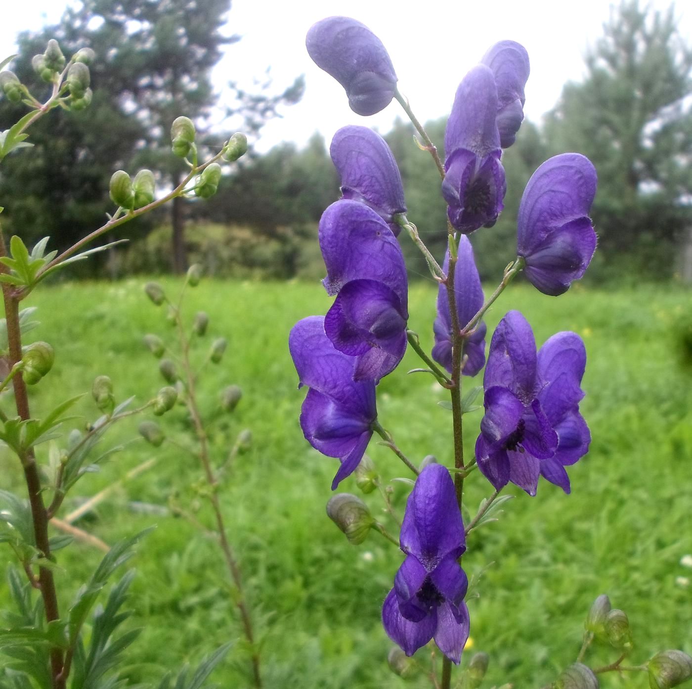 Image of Aconitum &times; stoerkianum specimen.