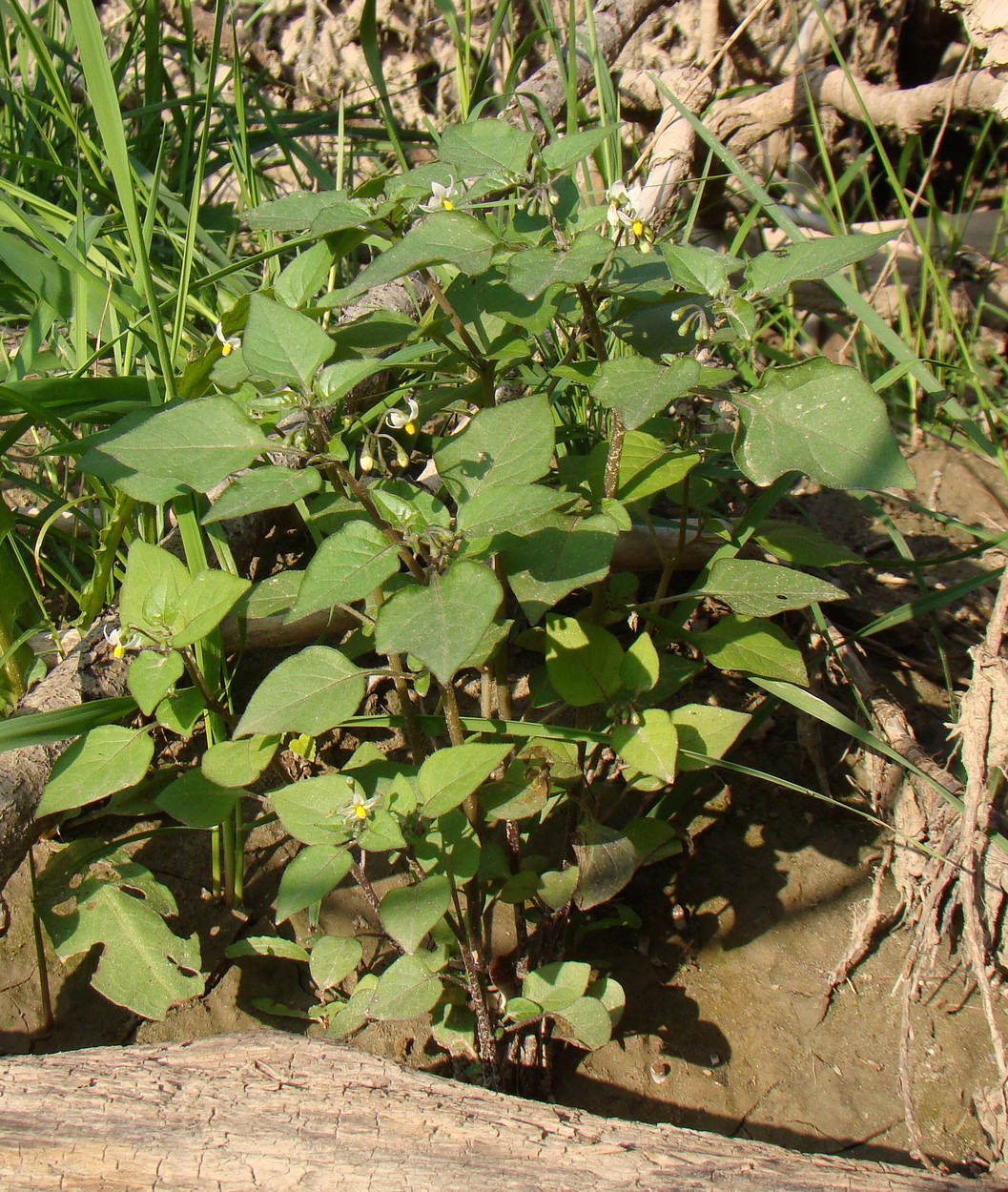 Image of Solanum nigrum specimen.