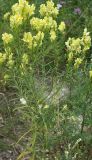 Linaria vulgaris. Обильно цветущее растение на придорожной лужайке. Санкт-Петербург, Петергоф, конец июля.