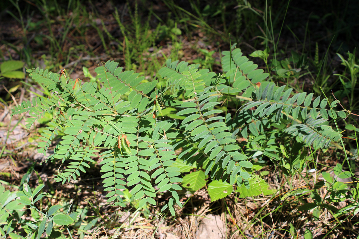 Image of Vicia cassubica specimen.