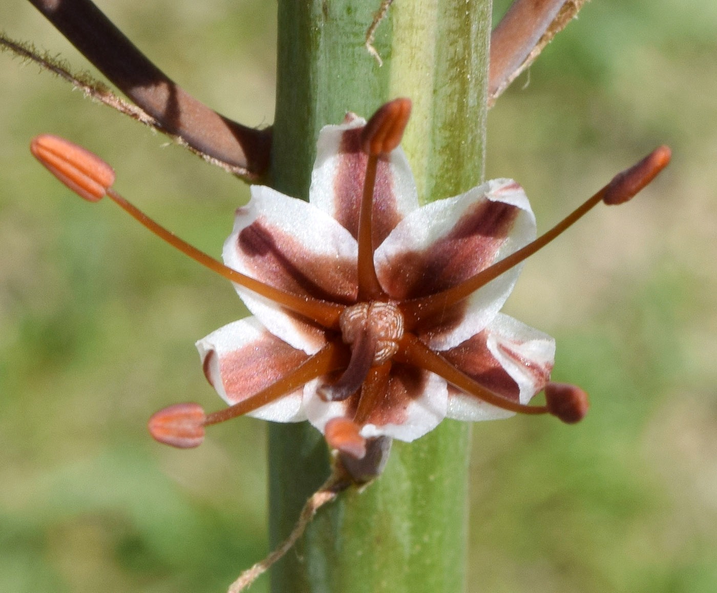 Изображение особи Eremurus regelii.