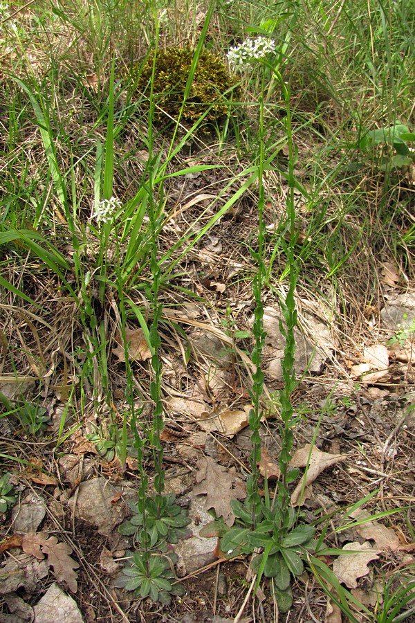 Image of Arabis sagittata specimen.