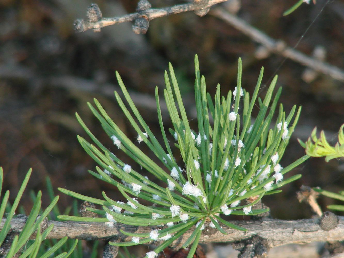 Image of Larix sibirica specimen.