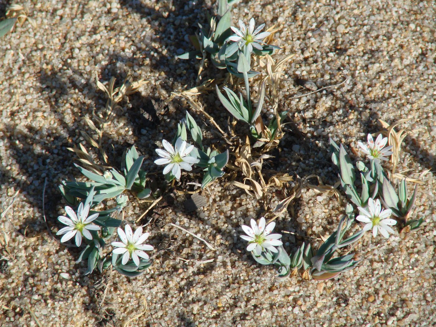 Image of Stellaria dahurica specimen.