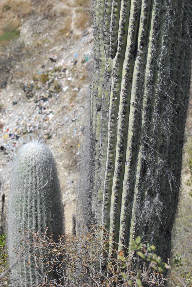 Image of Cephalocereus senilis specimen.