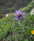 Pulsatilla violacea