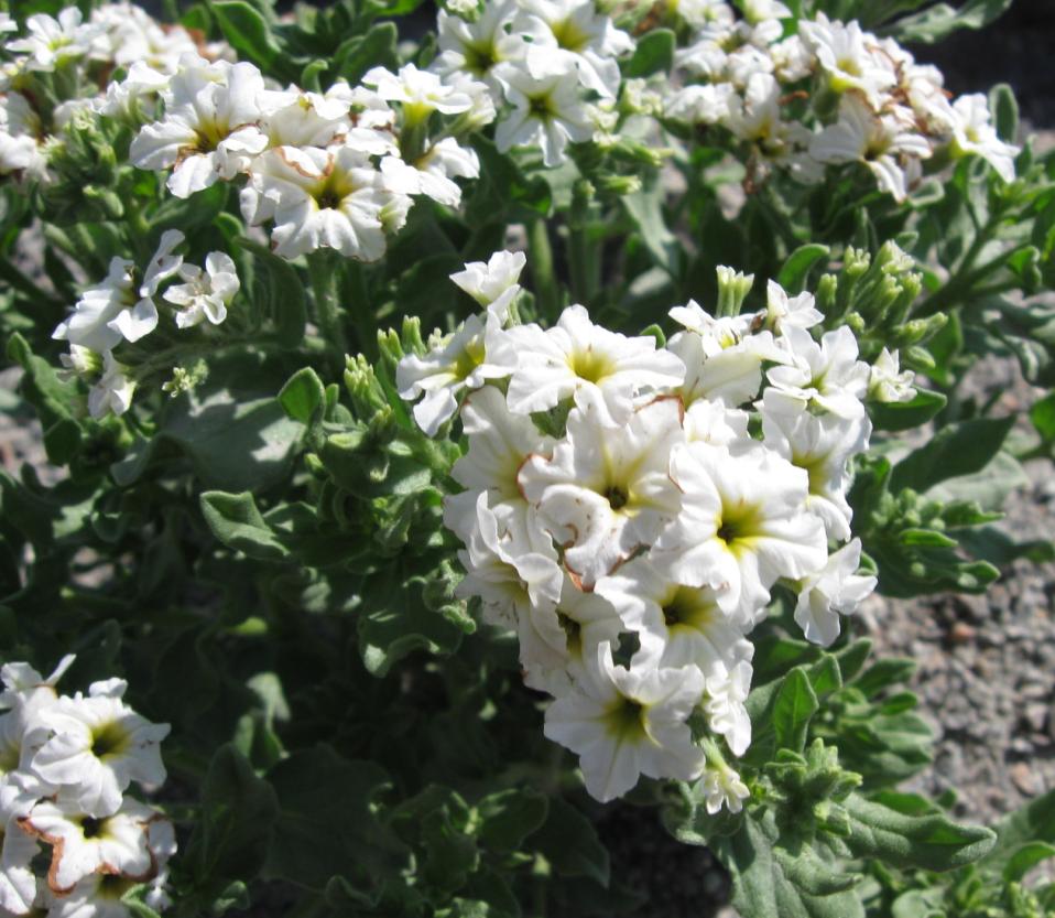 Image of Argusia sibirica specimen.