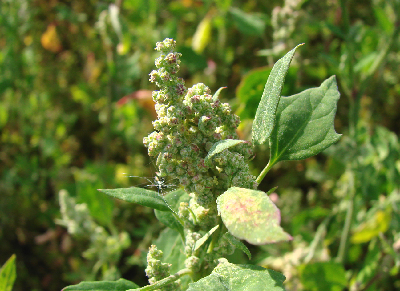 Image of Chenopodium acerifolium specimen.