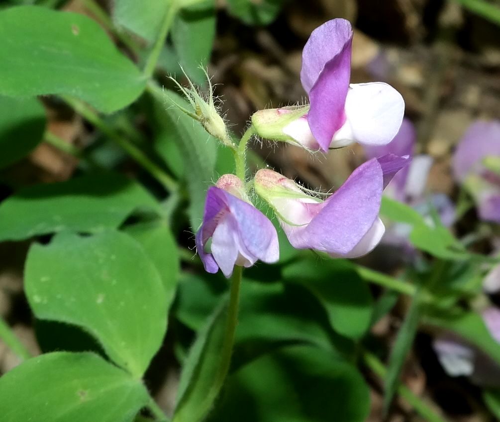 Image of Lathyrus laxiflorus specimen.