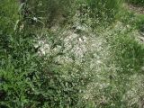Смотреть изображение Crambe tataria
