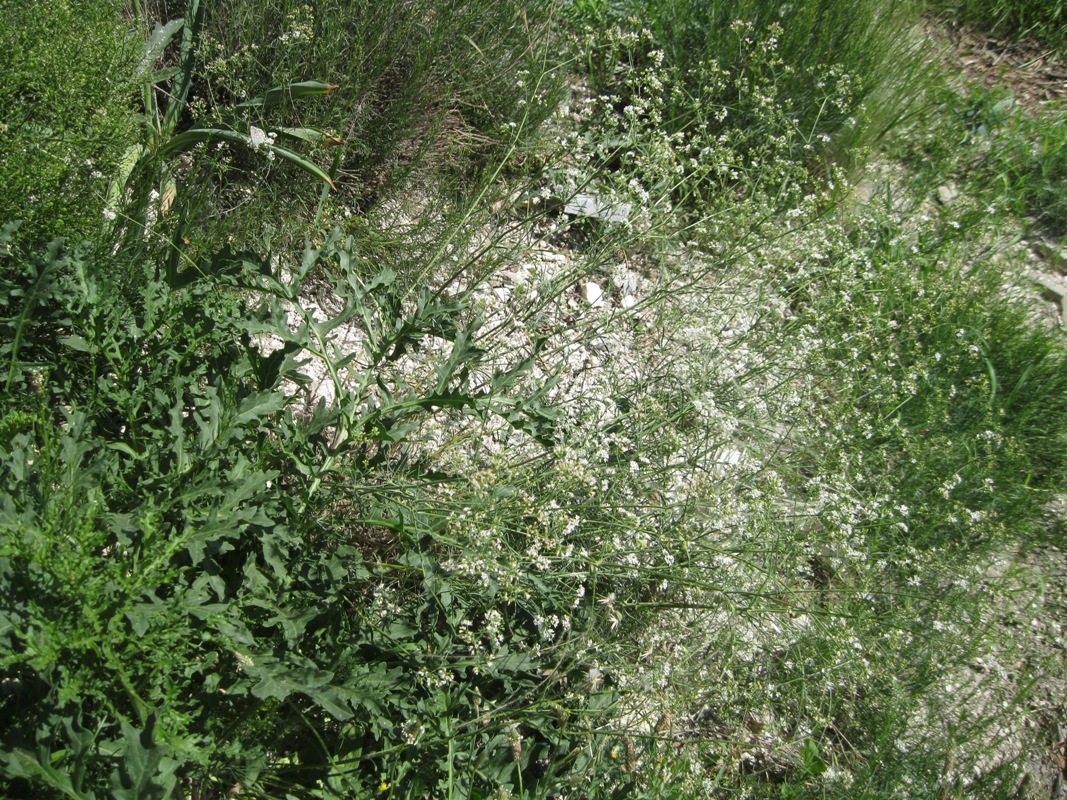 Image of Crambe tataria specimen.