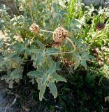 Phlomis fruticosa