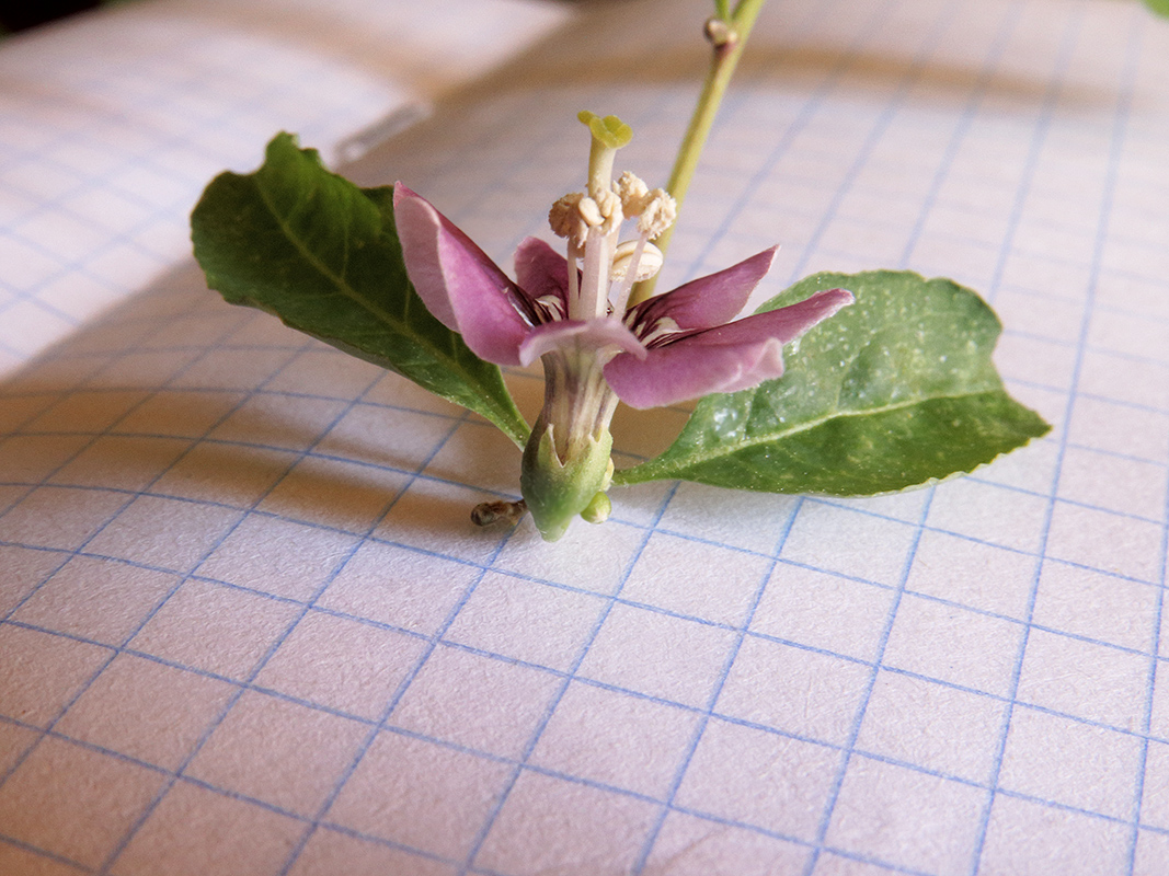 Image of Lycium chinense specimen.