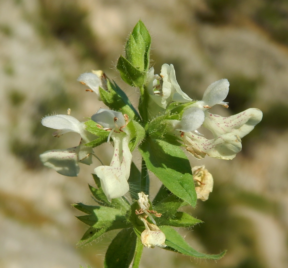 Изображение особи род Stachys.