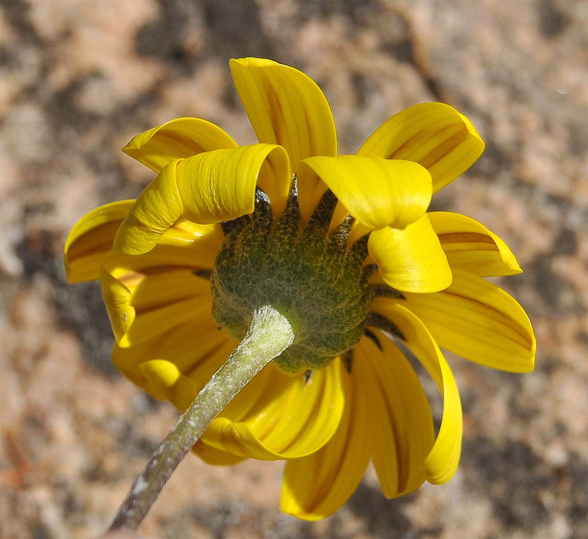 Image of Euryops othonnoides specimen.