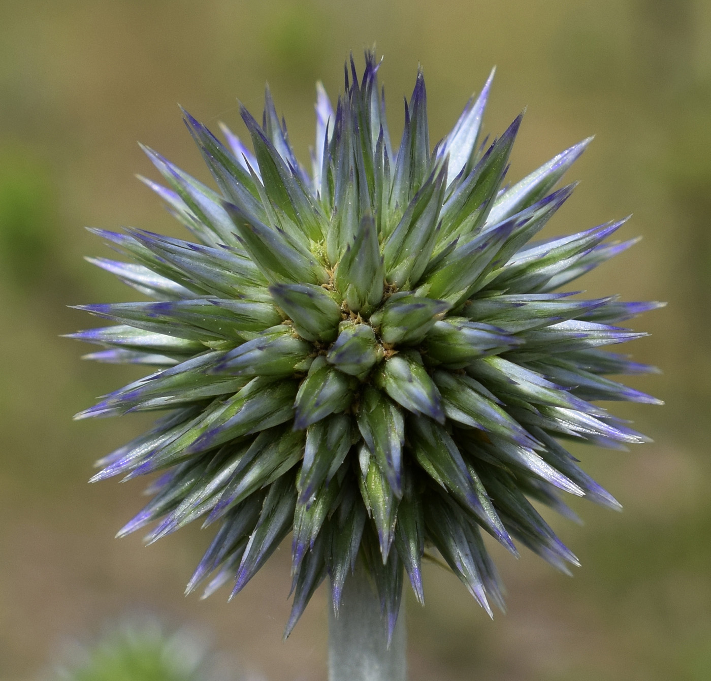 Image of Echinops ritro specimen.