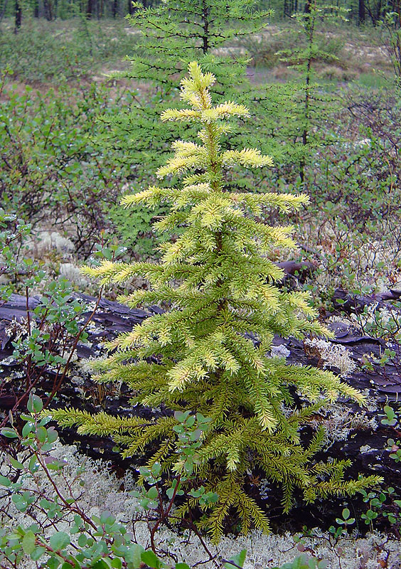 Image of Picea obovata specimen.