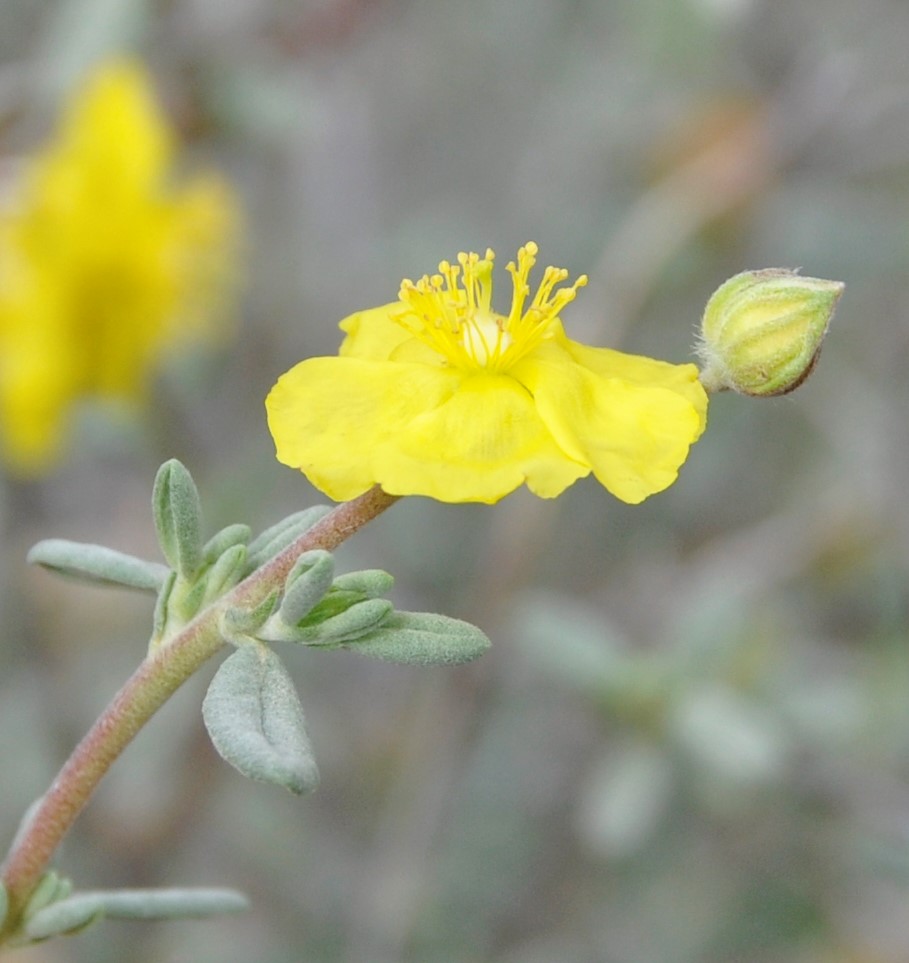 Изображение особи Helianthemum stipulatum.