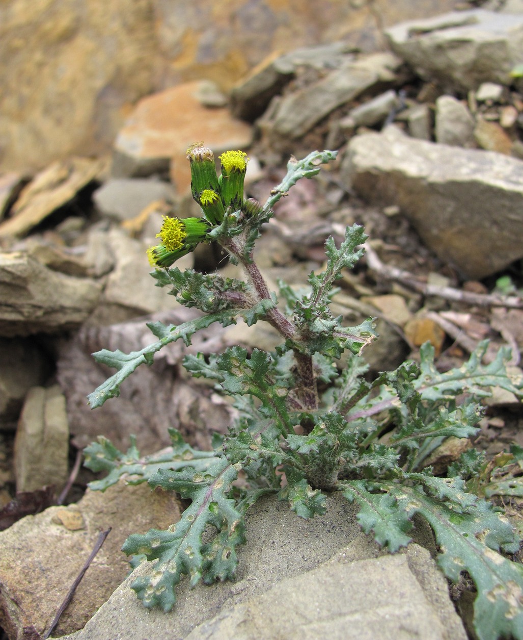 Изображение особи Senecio vulgaris.