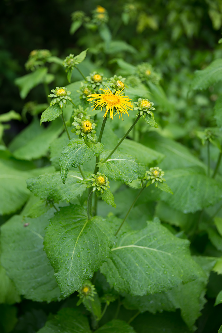 Image of Telekia speciosa specimen.