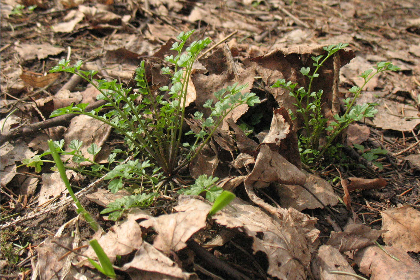 Image of Cardamine impatiens specimen.