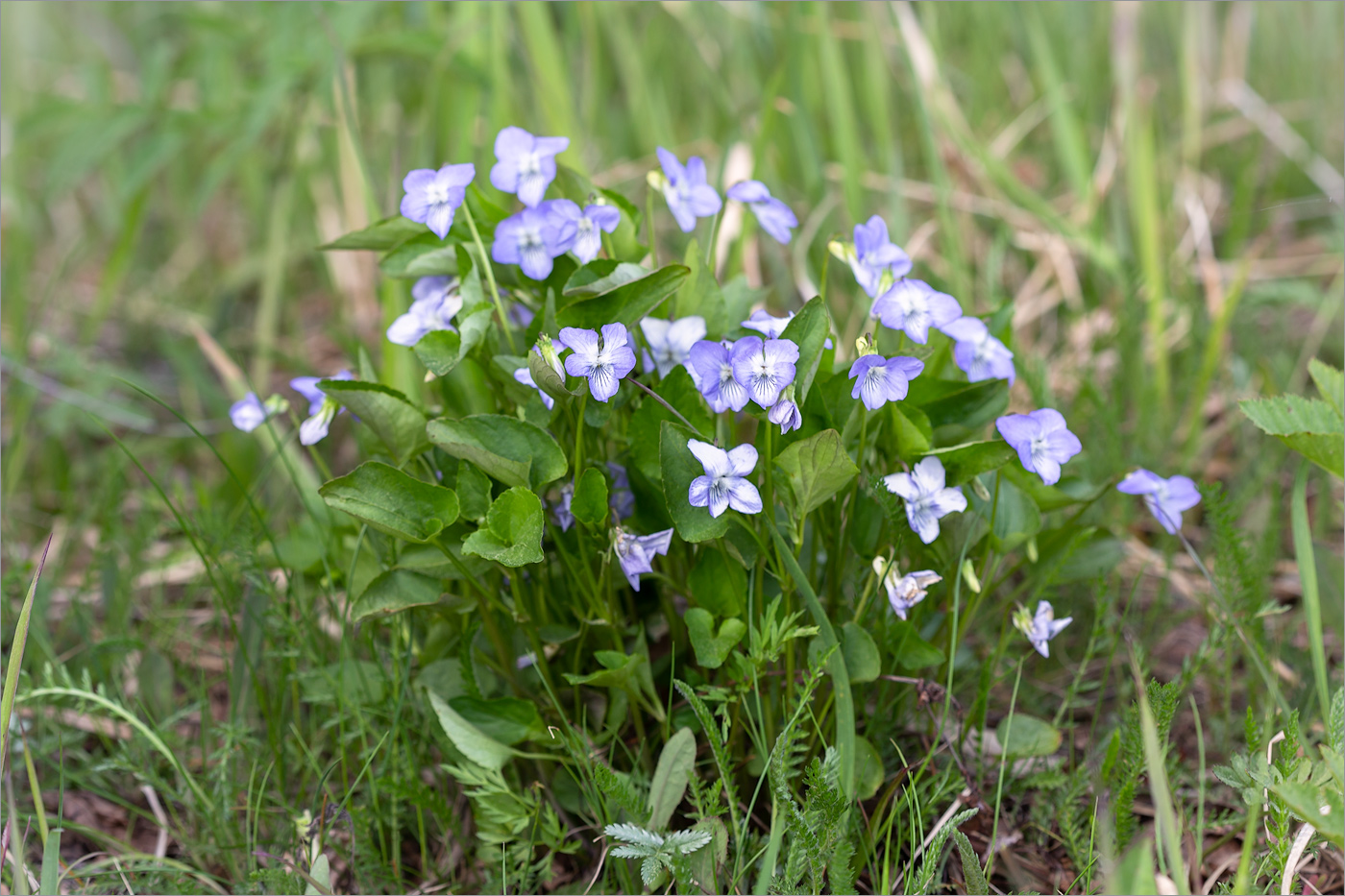 Изображение особи род Viola.