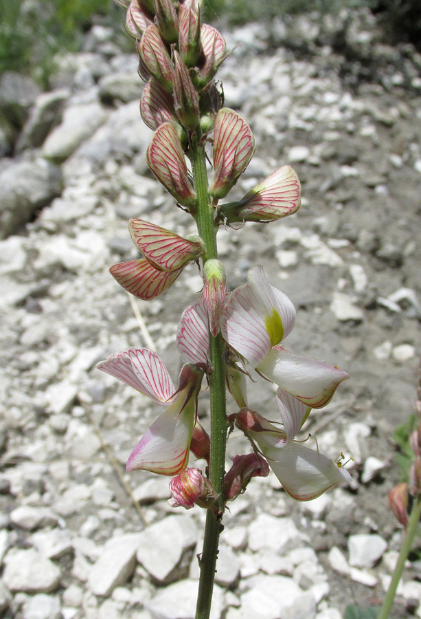 Image of Onobrychis bobrovii specimen.