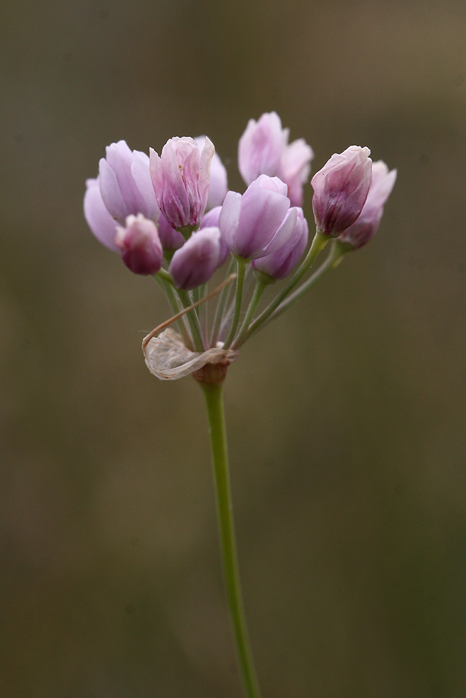 Изображение особи Allium tenuissimum.