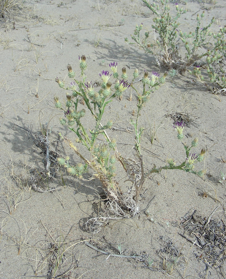 Image of Cousinia alata specimen.
