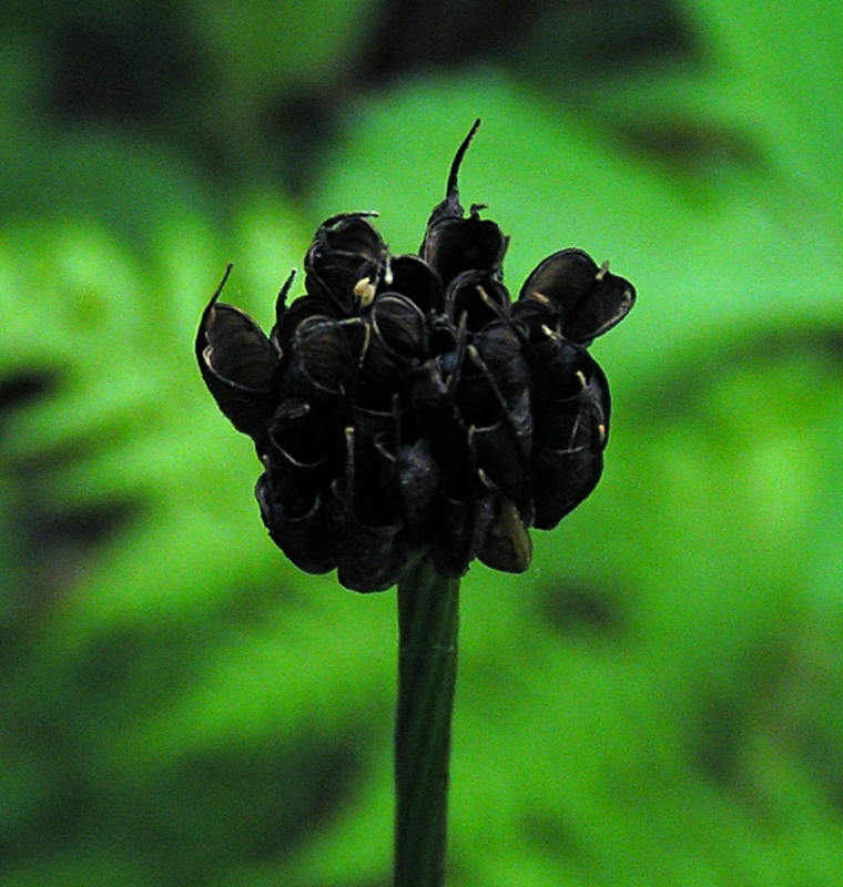 Image of Trollius altaicus specimen.