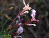 Pelargonium tetragonum. Побег с соцветием. Израиль, Иудейские горы, г. Иерусалим, ботанический сад университета. 11.04.2018.