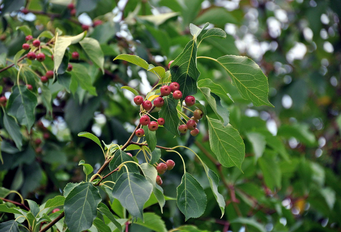 Image of Malus baccata specimen.