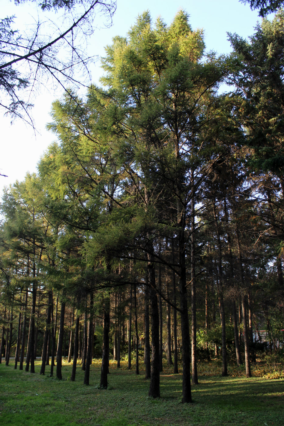 Image of Larix principis-rupprechtii specimen.