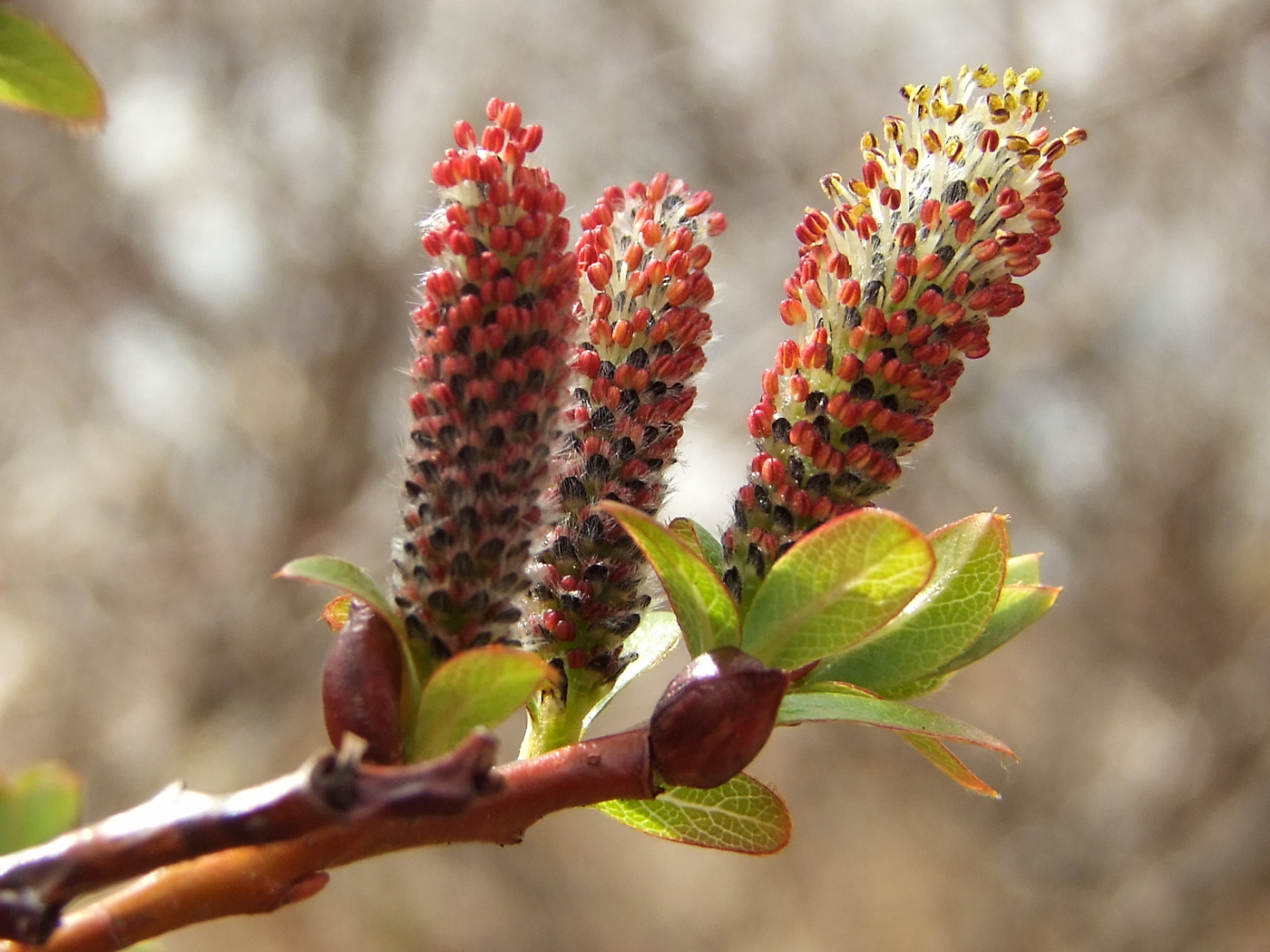 Image of Salix fuscescens specimen.