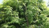 genus Fraxinus. Часть кроны взрослого дерева. Камчатский край, г. Елизово, во дворе частного дома. 19.07.2019.