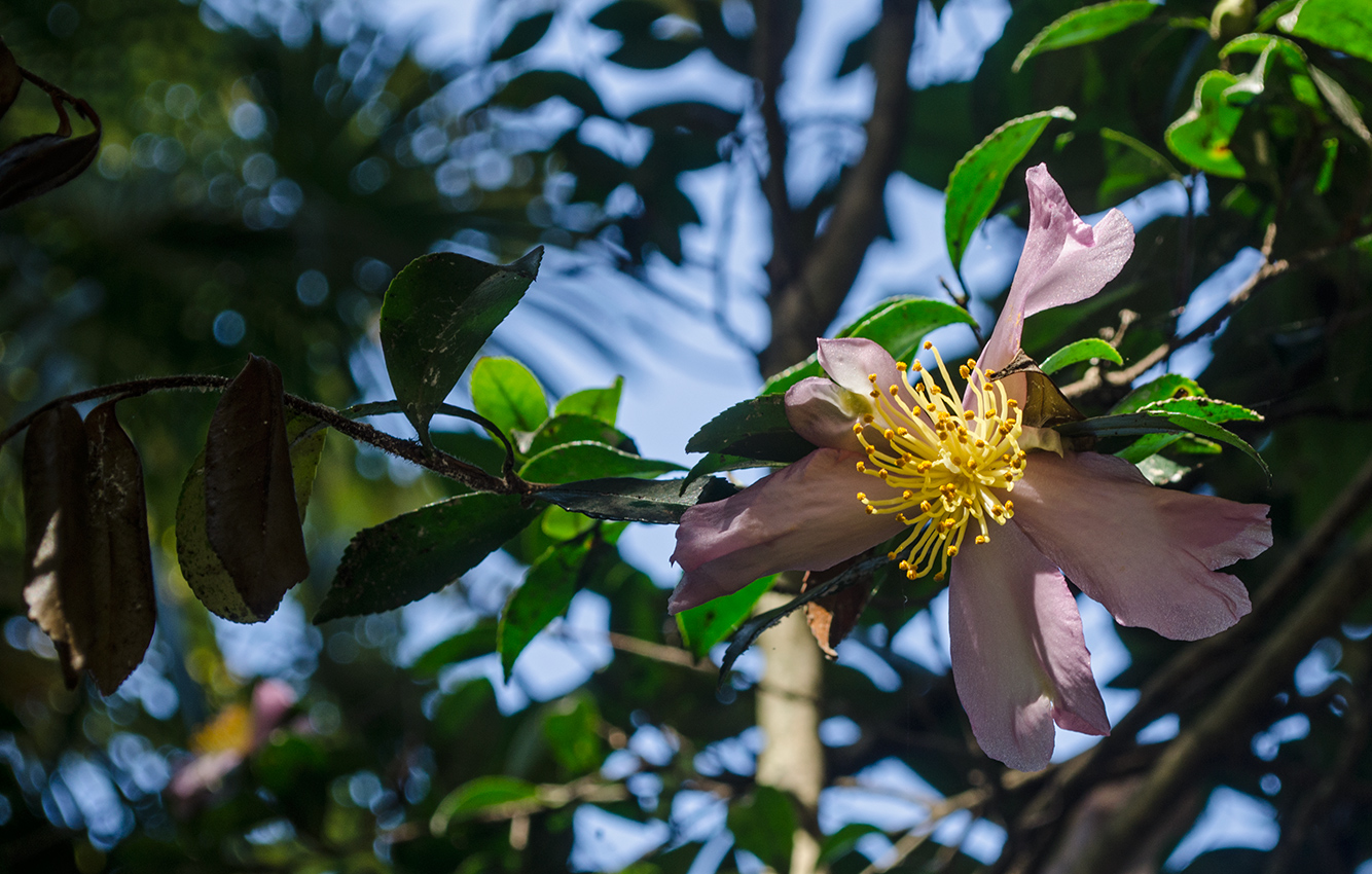 Image of Camellia sasanqua specimen.