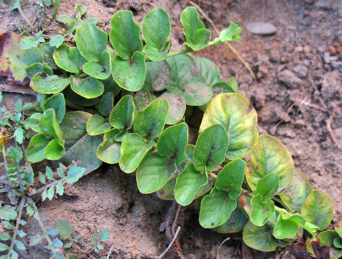 Image of Lysimachia nummularia specimen.