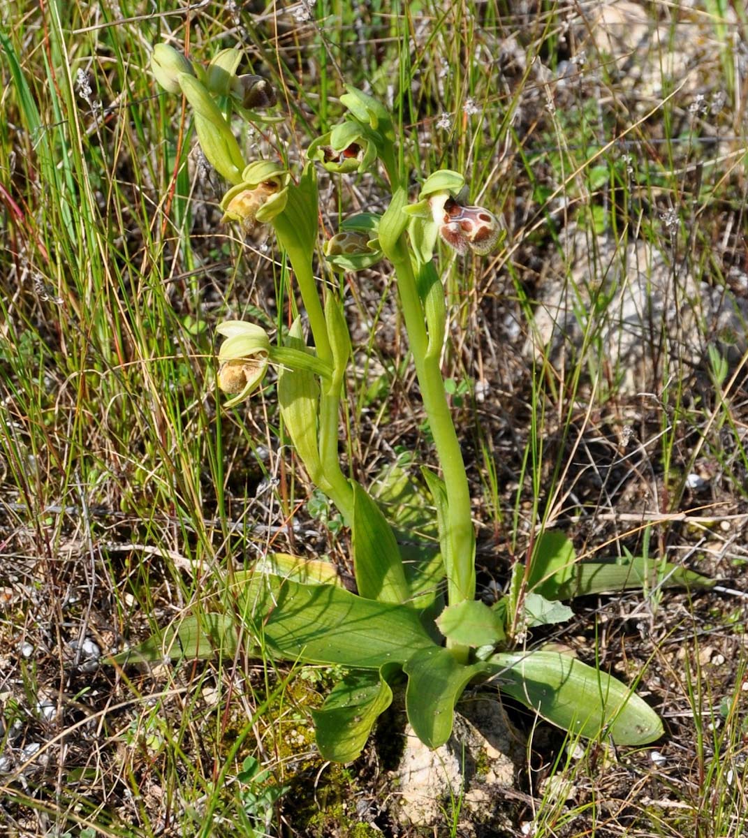 Изображение особи Ophrys flavomarginata.
