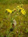 Hieracium umbellatum. Верхушка побега с галлом. Чувашия, окрестности г. Шумерля, Кумашкинский заказник, Соколова поляна. 7 августа 2008 г.