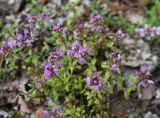 Thymus bashkiriensis