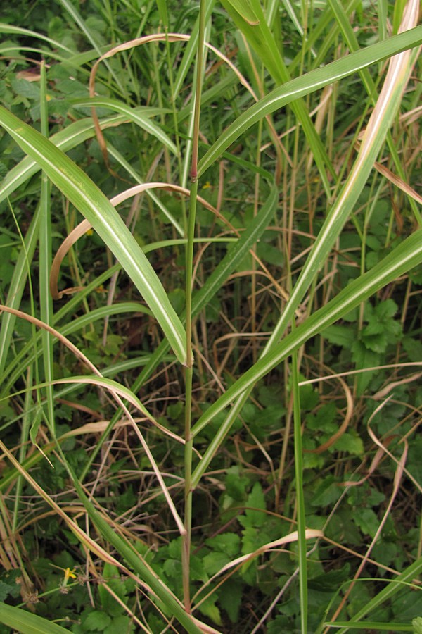 Image of Sorghum halepense specimen.