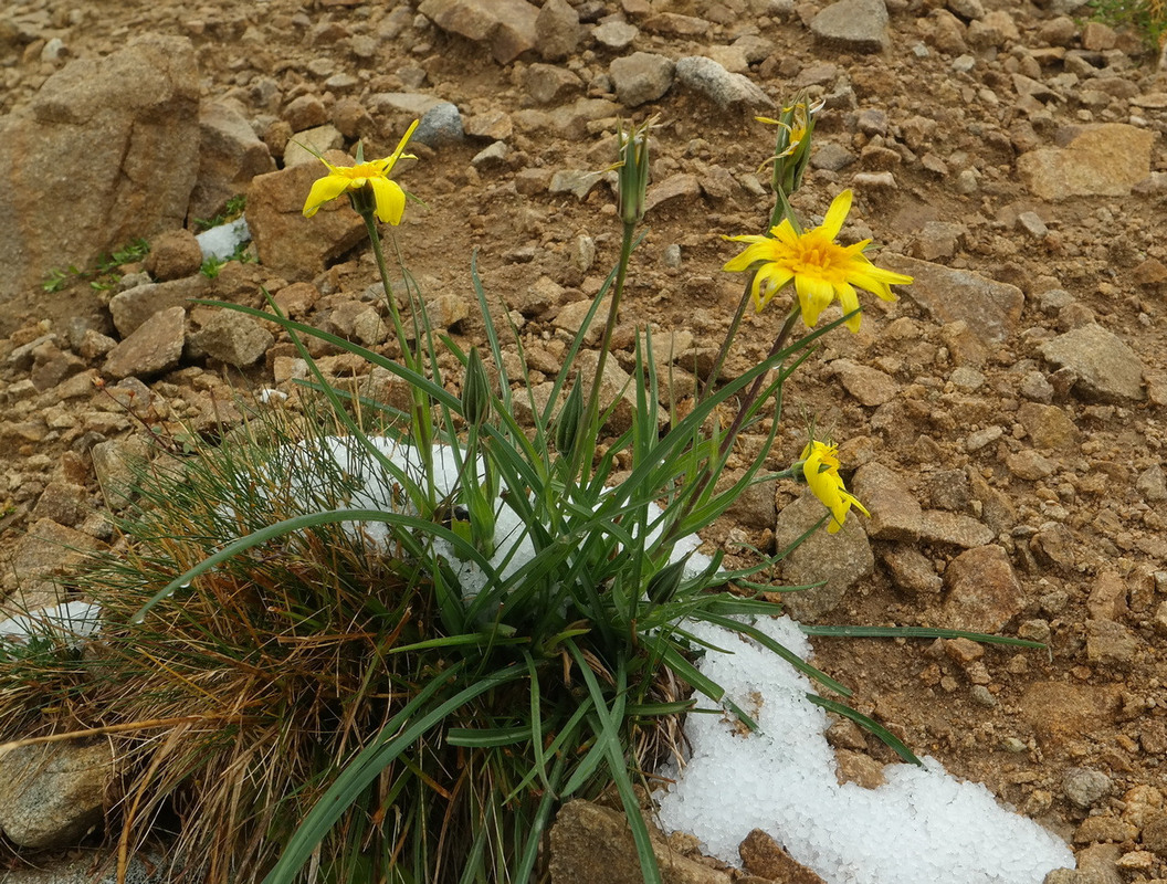 Изображение особи род Tragopogon.