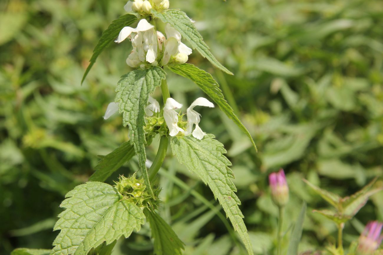 Image of Lamium album specimen.