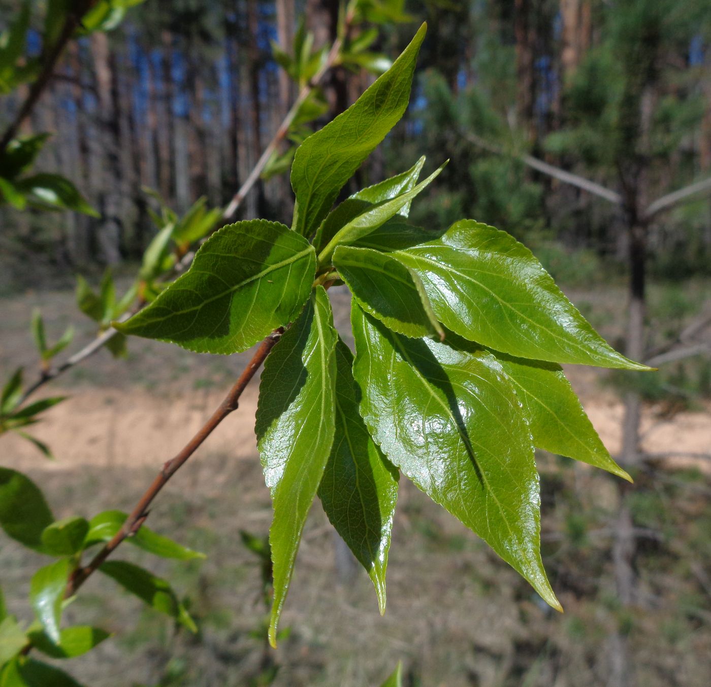 Image of Populus longifolia specimen.