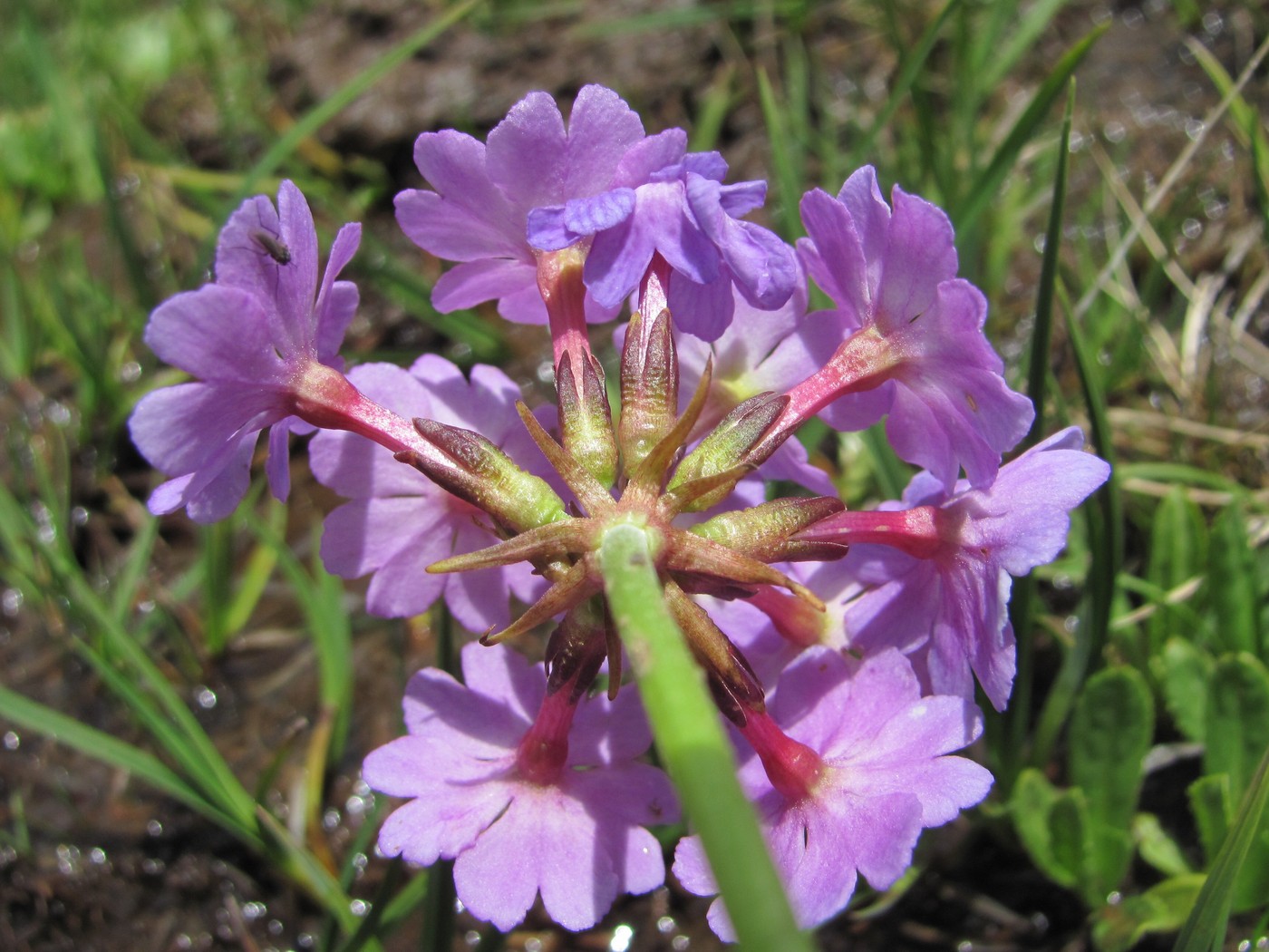 Изображение особи Primula auriculata.