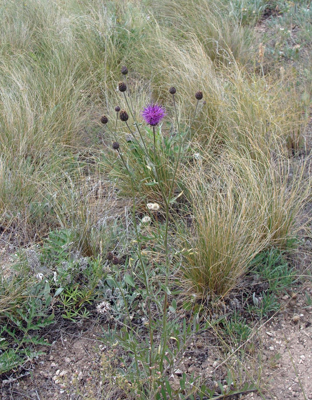 Image of Centaurea adpressa specimen.